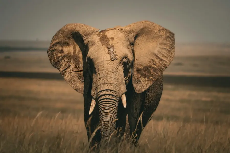 African elephant walking across the savanna on safari