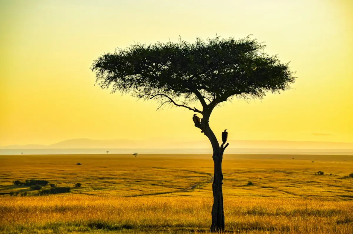 Best Time to Visit Uganda for a Safari