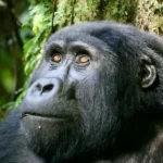 Silverback mountain gorilla in Bwindi Impenetrable Forest, Uganda