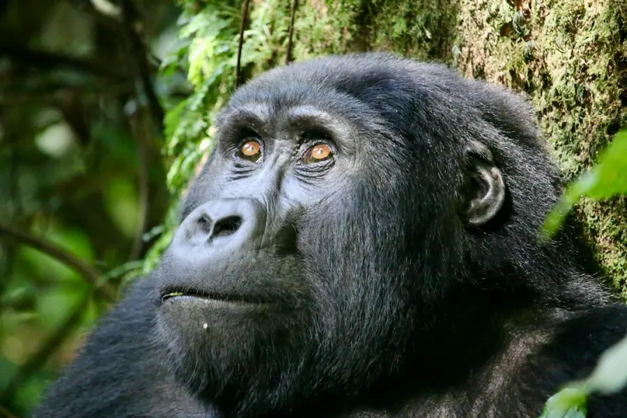 Silverback mountain gorilla in Bwindi Impenetrable Forest, Uganda