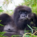 Mountain gorilla eating bamboo shoots, Uganda gorilla trekking safari