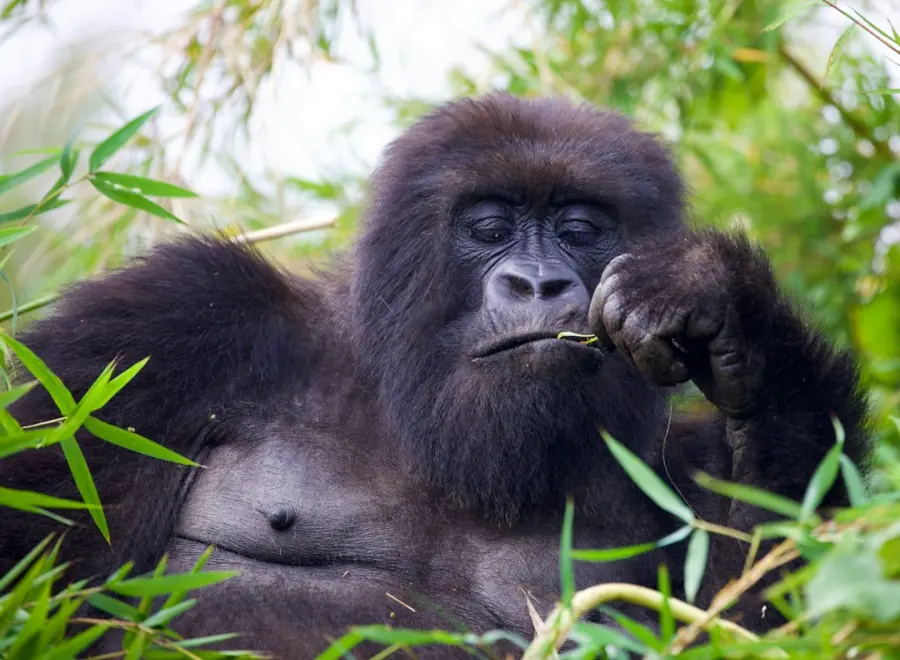 Mountain gorilla eating bamboo shoots, Uganda gorilla trekking safari