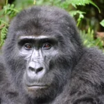 Mountain gorilla looking at the camera in the forest, Uganda gorilla trekking