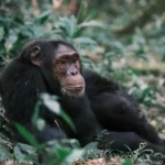 Chimpanzee resting in Kibale Forest, Uganda chimpanzee trekking