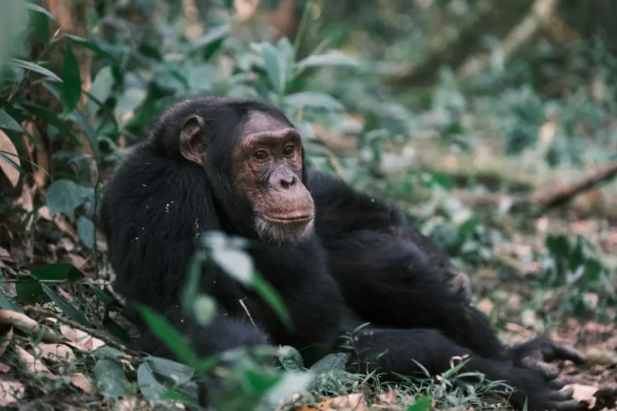 Chimpanzee resting in Kibale Forest, Uganda chimpanzee trekking