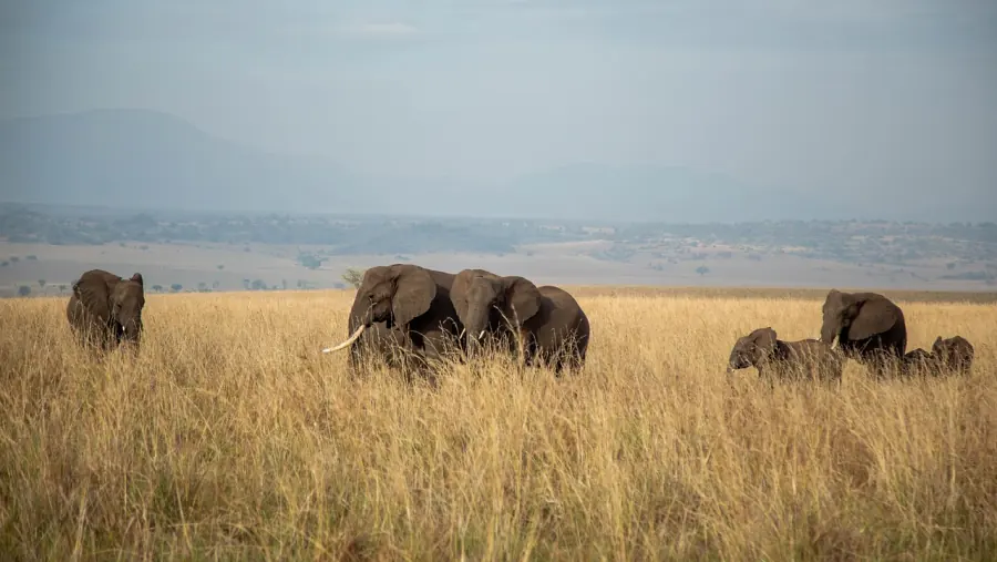 Elephants walking through dry grass in the savanna of Kidepo Valley, Uganda