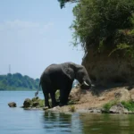 Elephant drinking at the water in Queen Elizabeth National Park, Uganda