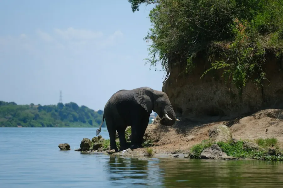 Elephant drinking at the water in Queen Elizabeth National Park, Uganda