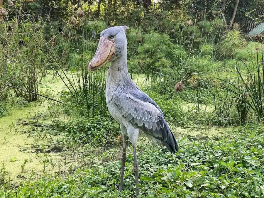 Shoebill stork standing in a wetland, Uganda birding safari
