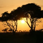 Acacia trees silhouetted against a golden sunset on the Uganda savanna