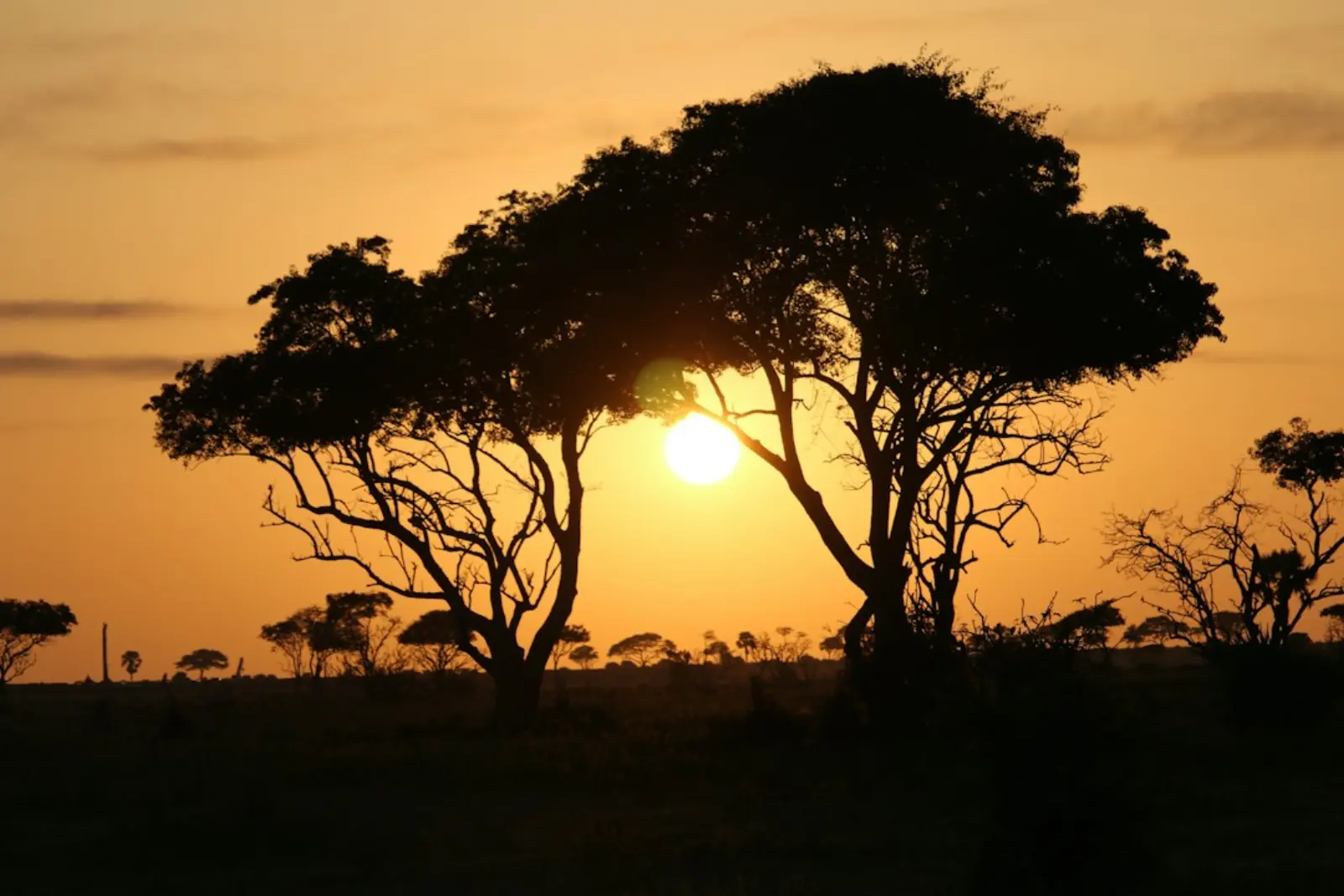 Acacia trees silhouetted against a golden sunset on the Uganda savanna