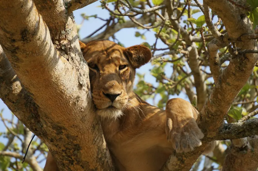 Lion resting in a tree, a Uganda safari highlight